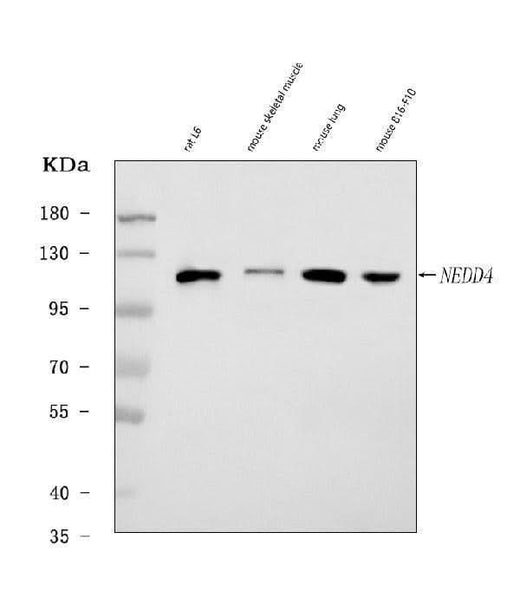 Anti-Nedd4 Antibody Picoband® Boster Bio