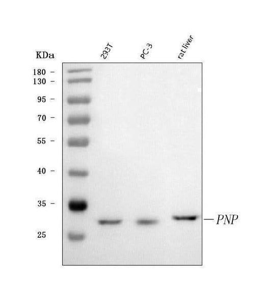 Anti-Nucleoside phosphorylase/PNP Antibody Picoband® Boster Bio