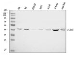 Anti-uPA Receptor/U-PAR/PLAUR Antibody Picoband® Boster Bio