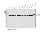 Anti-AMPK alpha 1/PRKAA1 Antibody Picoband® Boster Bio