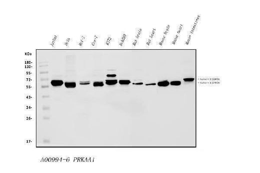 Anti-AMPK alpha 1/PRKAA1 Antibody Picoband® Boster Bio