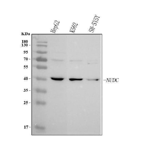 Anti-NUDC Antibody Picoband® Boster Bio