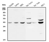 Anti-MEK2/MAP2K2 Antibody Picoband® Boster Bio