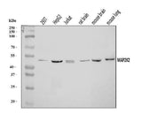 Anti-MEK2/MAP2K2 Antibody Picoband® Boster Bio