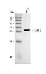 Anti-MBL2 Antibody Picoband® Boster Bio
