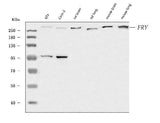 Anti-FRY Antibody Picoband® Boster Bio