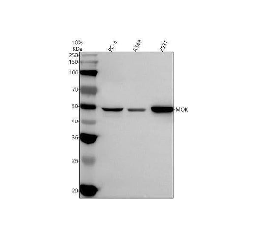 Anti-MOK Antibody Picoband® Boster Bio