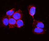 Anti-Alkaline phosphatase/ALPL Antibody Picoband® Boster Bio