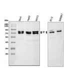 Anti-splicing factor 1/SF1 Antibody Picoband® Boster Bio
