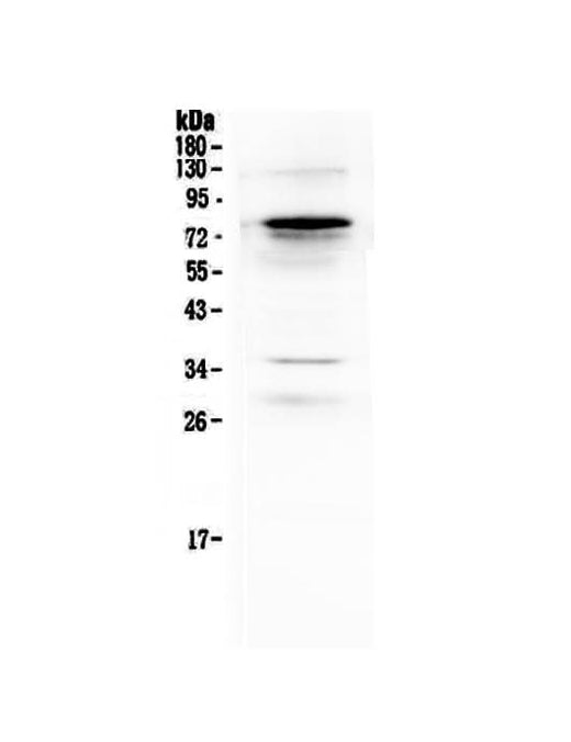 Anti-Complement C9 Antibody Picoband® Boster Bio