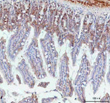 Anti-BCMA/Tnfrsf17 Antibody Boster Bio