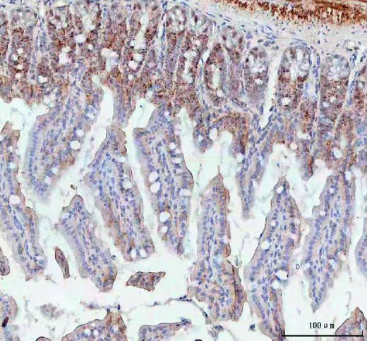 Anti-BCMA/Tnfrsf17 Antibody Boster Bio