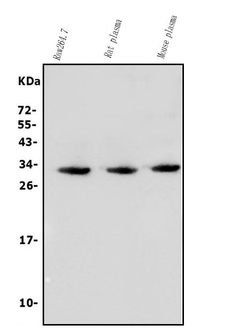 Anti-BCMA/Tnfrsf17 Antibody Picoband® Boster Bio