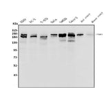 Anti-Integrin beta 4/ITGB4 Antibody Picoband® Boster Bio