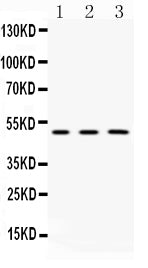 Anti-CNPase Antibody Picoband® Boster Bio
