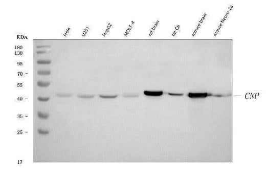 Anti-CNPase/CNP Antibody Picoband® Boster Bio