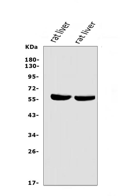 Anti-LIPC Antibody Picoband® Boster Bio