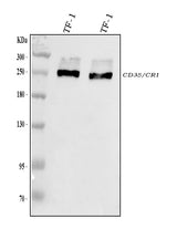 Anti-CD35/CR1 Antibody Picoband® Boster Bio