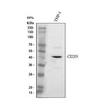 Anti-DC-SIGN/CD209 Antibody Picoband® Boster Bio