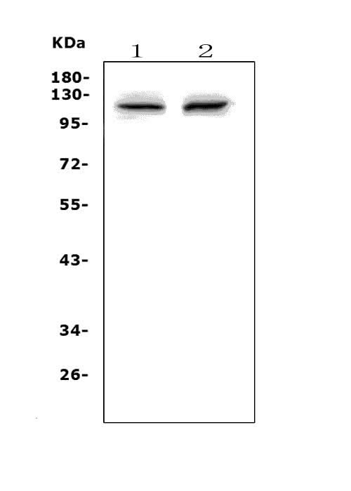 Anti-PMS2 Antibody Picoband® Boster Bio