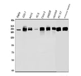 Anti-RNA polymerase II/POLR2A Antibody Picoband® Boster Bio