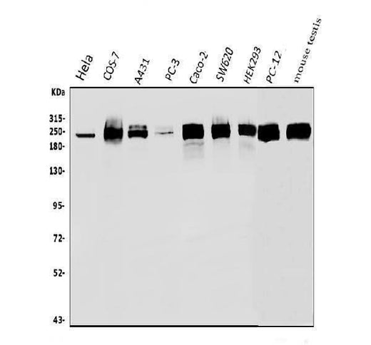 Anti-RNA polymerase II/POLR2A Antibody Picoband® Boster Bio
