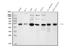 Anti-FOXA2 Antibody Picoband® Boster Bio