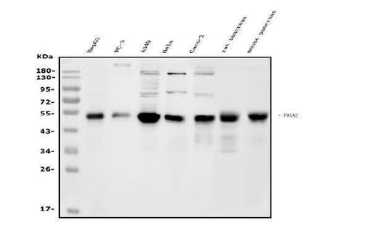 Anti-FOXA2 Antibody Picoband® Boster Bio