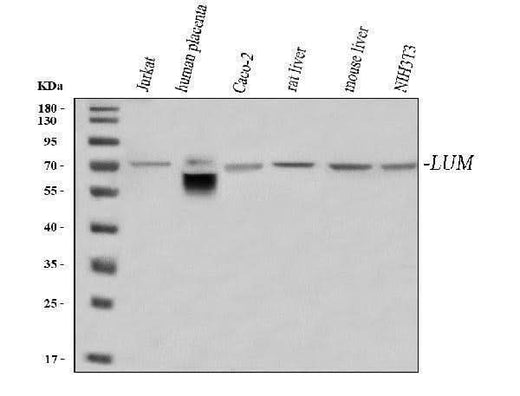 Anti-Lumican/LUM Antibody Picoband® Boster Bio