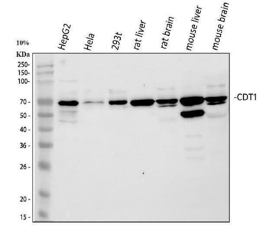 Anti-CDT1/DUP Antibody Picoband® Boster Bio