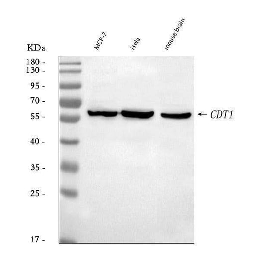 Anti-DUP/CDT1 Antibody Picoband® Boster Bio