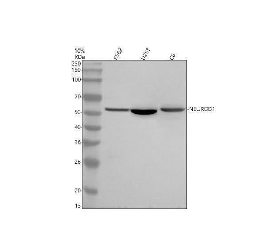 Anti-NEUROD1 Antibody Picoband® Boster Bio