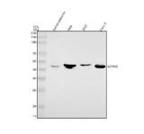 Anti-EDNRB Antibody Picoband® Boster Bio