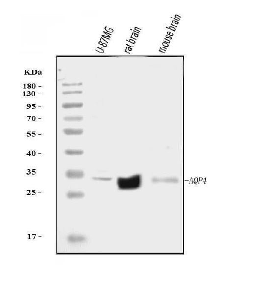 Anti-Aquaporin 4/AQP4 Antibody Picoband® Boster Bio