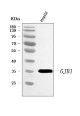 Anti-Connexin-32/GJB1 Antibody Picoband® Boster Bio