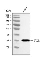 Anti-Connexin-32/GJB1 Antibody Picoband® Boster Bio