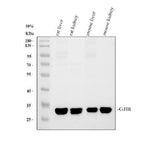 Anti-Connexin 32/GJB1 Antibody Picoband® Boster Bio