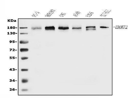Anti-EHMT2/G9A Antibody Picoband® Boster Bio