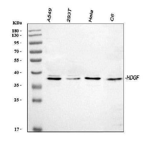 Anti-HDGF Antibody Picoband® Boster Bio