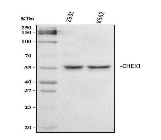 Anti-Chk1/CHEK1 Antibody Picoband® Boster Bio