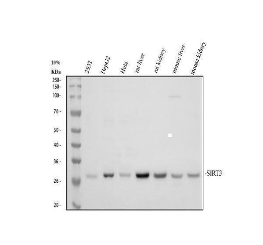 Anti-SIRT3 Antibody Picoband® Boster Bio