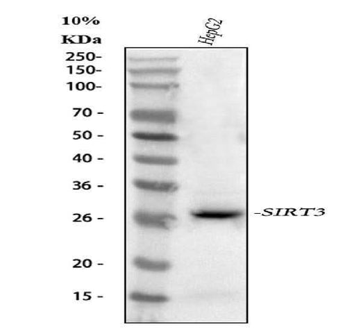 Anti-SIRT3 Antibody Picoband® Boster Bio