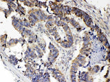 Anti-RANK/TNFRSF11A Antibody Picoband® Boster Bio