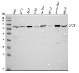 Anti-Methylmalonyl Coenzyme A mutase Antibody Picoband® Boster Bio
