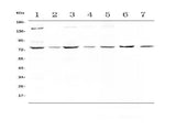 Anti-MST1 Antibody Picoband® Boster Bio
