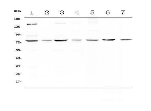Anti-MST1 Antibody Picoband® Boster Bio