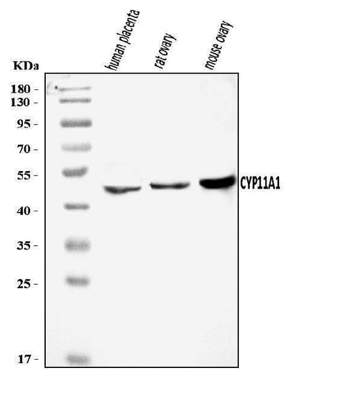 Anti-CYP11A1 Antibody Picoband® Boster Bio