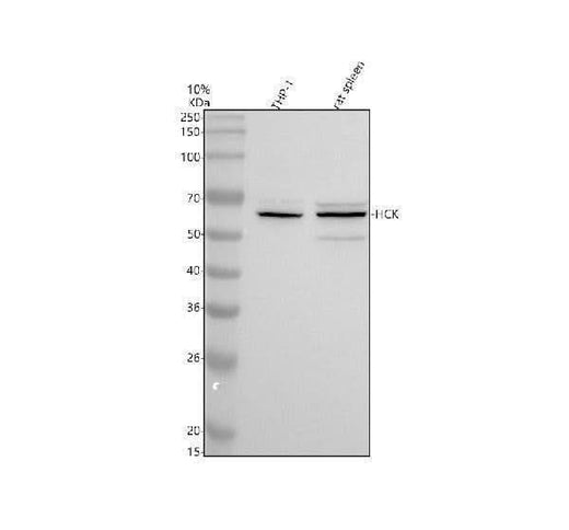 Anti-HCK Antibody Picoband® Boster Bio