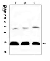 Anti-HBD Antibody Picoband® Boster Bio