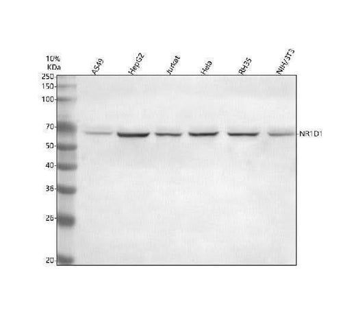 Anti-NR1D1 Antibody Picoband® Boster Bio